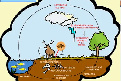 CICLO DEL NITRÃ“GENO