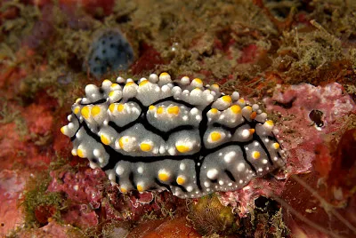 Phyllidia elegans