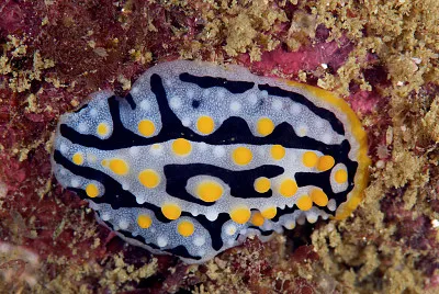 Phyllidia exquisita