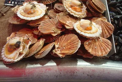 Coquilles Saint-Jacques