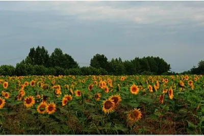 girasoli jigsaw puzzle