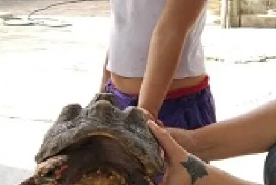 tortuga casera jigsaw puzzle