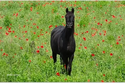 cavallo curioso jigsaw puzzle