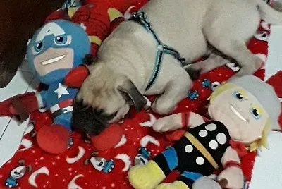 Dog Sonic1 jigsaw puzzle