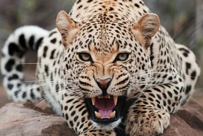 Leopardo