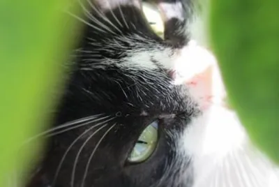 Cats