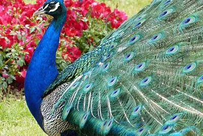 natural jigsaw puzzle