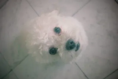 Perros