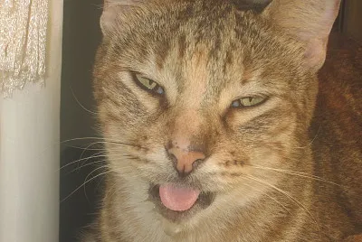 Cats