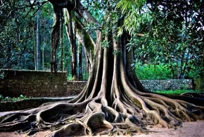 natural jigsaw puzzle