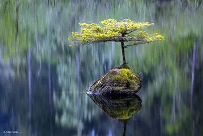 natural jigsaw puzzle