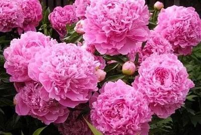 flores jigsaw puzzle