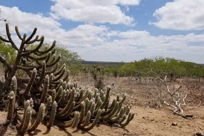 פאזל של CAATINGA