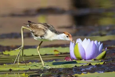 flores