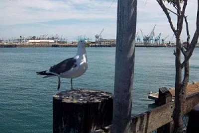 San Pedro Beach - CA