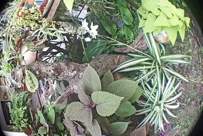 plantas jigsaw puzzle