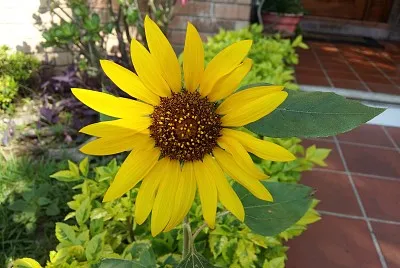 girasol jigsaw puzzle
