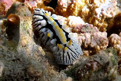 Phyllidia marindica