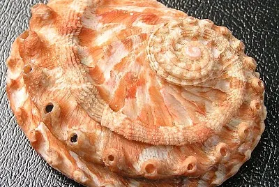 Haliotis scalaris