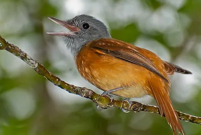 Attila rufus