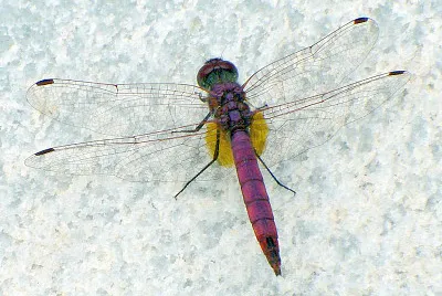 Trithemis uncertain