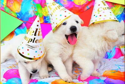 dogs