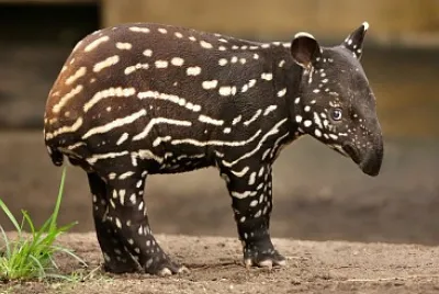 Tapiro della malesia jigsaw puzzle