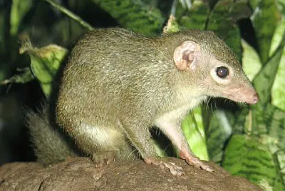 Tupaia glis jigsaw puzzle