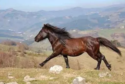Basque mountain