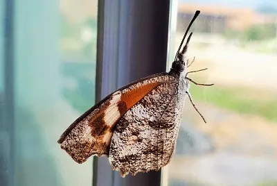 Polilla jigsaw puzzle