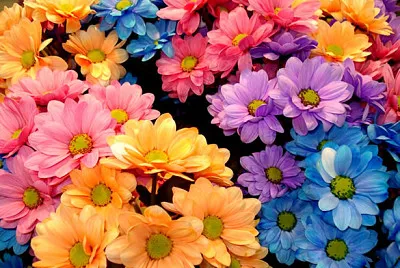 Flores 2