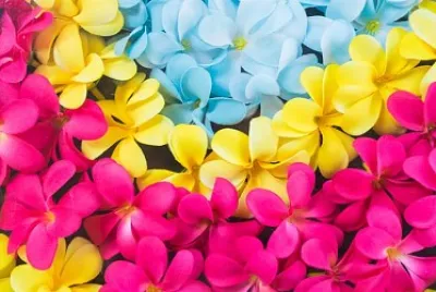 Flores 3