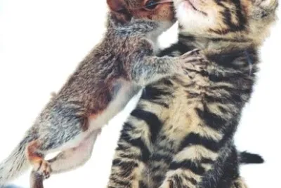 貓鼠親一下