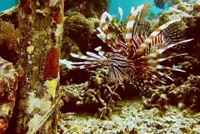 ocean jigsaw puzzle