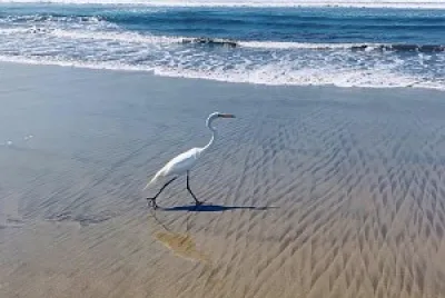 Garza en playa Revolcadero