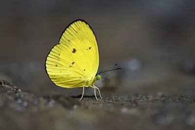 Eurema celebensis