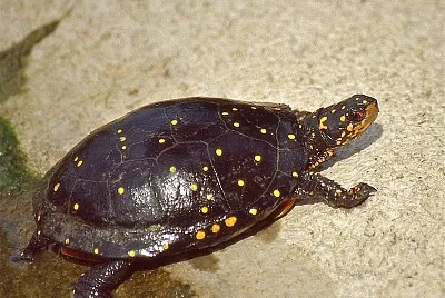Punteggiata jigsaw puzzle