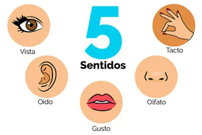 5 sentidos