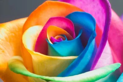 rosa colorida jigsaw puzzle