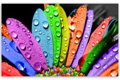 petalos coloridos jigsaw puzzle