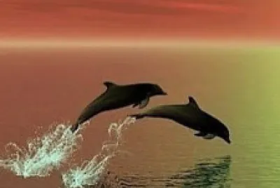 Golfinhos