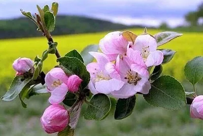 rosal de ROSa