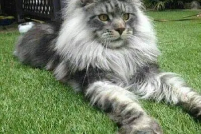 gato