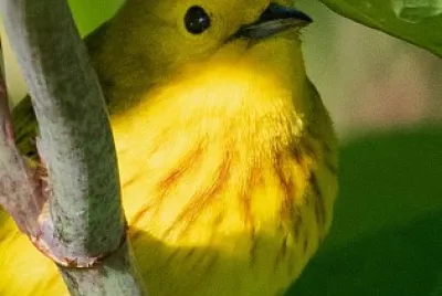 pajarito
