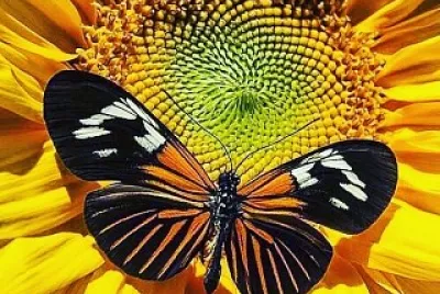 mariposa jigsaw puzzle