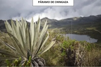 rechimiga