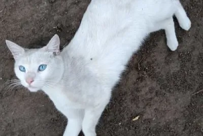 sssss