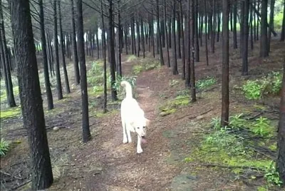 En el bosque jigsaw puzzle