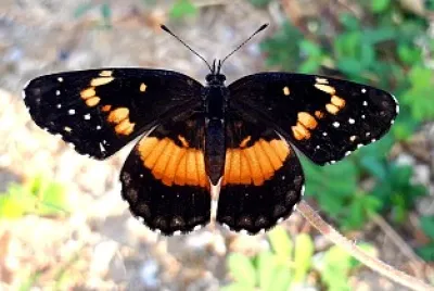 Mariposa jigsaw puzzle