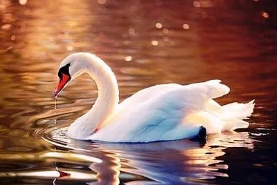 Cisne